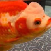 ヒメ日記 2025/11/09 06:03 投稿 ♡チフネ MEGA PALACE(メガパレス）