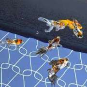 ヒメ日記 2025/12/09 09:55 投稿 ♡チフネ MEGA PALACE(メガパレス）