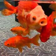 ヒメ日記 2026/01/11 12:01 投稿 ♡チフネ MEGA PALACE(メガパレス）