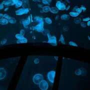 ヒメ日記 2026/02/11 18:33 投稿 ♡チフネ MEGA PALACE(メガパレス）