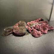 ヒメ日記 2026/02/11 19:15 投稿 ♡チフネ MEGA PALACE(メガパレス）