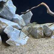 ヒメ日記 2026/03/18 22:03 投稿 ♡チフネ MEGA PALACE(メガパレス）