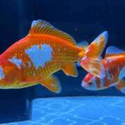 ヒメ日記 2026/03/21 07:08 投稿 ♡チフネ MEGA PALACE(メガパレス）