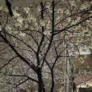 ヒメ日記 2026/03/30 07:19 投稿 ♡チフネ MEGA PALACE(メガパレス）