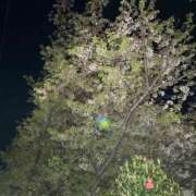 ヒメ日記 2026/04/12 20:43 投稿 ♡チフネ MEGA PALACE(メガパレス）