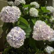 ヒメ日記 2026/06/04 09:13 投稿 ♡チフネ MEGA PALACE(メガパレス）