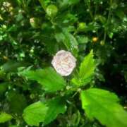 ヒメ日記 2026/07/11 16:03 投稿 ♡チフネ MEGA PALACE(メガパレス）
