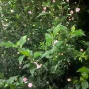 ヒメ日記 2026/08/01 10:25 投稿 ♡チフネ MEGA PALACE(メガパレス）