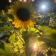 ヒメ日記 2026/08/11 14:26 投稿 ♡チフネ MEGA PALACE(メガパレス）