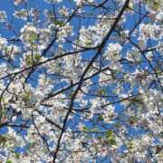 泉 ☆お知らせ☆ モアグループ西川口人妻城