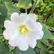 ヒメ日記 2025/08/04 22:36 投稿 琥珀 昼顔妻 五反田店