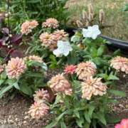 ヒメ日記 2025/09/21 13:58 投稿 琥珀 昼顔妻 五反田店