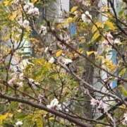 ヒメ日記 2025/12/20 06:16 投稿 琥珀 昼顔妻 五反田店