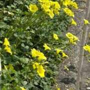 ヒメ日記 2026/03/30 11:46 投稿 琥珀 昼顔妻 五反田店