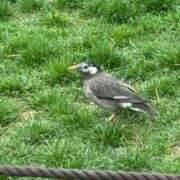 ヒメ日記 2026/04/15 11:36 投稿 琥珀 昼顔妻 五反田店