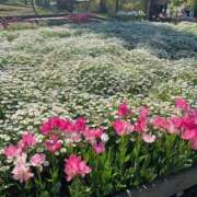 ヒメ日記 2025/04/25 05:08 投稿 ★恋の予感★ club MUTEKI