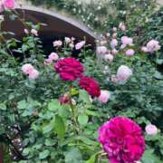 ヒメ日記 2025/07/02 15:23 投稿 ★恋の予感★ club MUTEKI