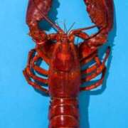 ヒメ日記 2025/06/10 00:14 投稿 薺（なずな） ビッグバード