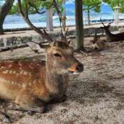 薺（なずな） ゾッとする話 ビッグバード