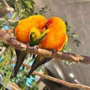 ヒメ日記 2025/12/19 19:08 投稿 あきな リアル 日本橋店