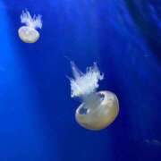 ヒメ日記 2025/05/08 08:01 投稿 ユノ エピソード(品川)