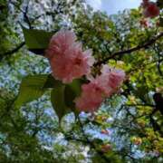 ヒメ日記 2025/04/27 08:21 投稿 音 モアグループ所沢人妻城