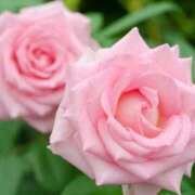 ヒメ日記 2025/05/24 18:36 投稿 音 モアグループ所沢人妻城