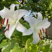 ヒメ日記 2025/06/14 09:21 投稿 音 モアグループ所沢人妻城