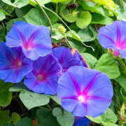 ヒメ日記 2025/07/12 08:27 投稿 音 モアグループ所沢人妻城