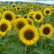 ヒメ日記 2025/07/18 08:51 投稿 音 モアグループ所沢人妻城