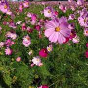 ヒメ日記 2025/10/18 10:21 投稿 音 モアグループ所沢人妻城