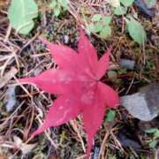 ヒメ日記 2025/11/11 16:12 投稿 音 モアグループ所沢人妻城