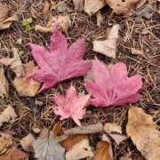 ヒメ日記 2025/11/14 10:18 投稿 音 モアグループ所沢人妻城