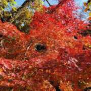 ヒメ日記 2025/11/15 09:33 投稿 音 モアグループ所沢人妻城