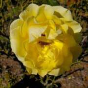 ヒメ日記 2025/12/02 13:36 投稿 音 モアグループ所沢人妻城