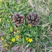 ヒメ日記 2025/12/03 10:12 投稿 音 モアグループ所沢人妻城