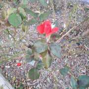 ヒメ日記 2025/12/05 18:18 投稿 音 モアグループ所沢人妻城