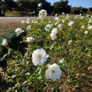 音 おはようございます！ モアグループ所沢人妻城