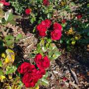 ヒメ日記 2025/12/10 08:27 投稿 音 モアグループ所沢人妻城