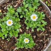 ヒメ日記 2026/02/27 16:06 投稿 音 モアグループ所沢人妻城