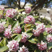 ヒメ日記 2026/03/17 13:18 投稿 音 モアグループ所沢人妻城