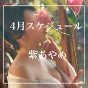 ヒメ日記 2025/03/23 20:37 投稿 紫あやめ シャトーペトラ