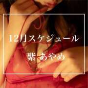 ヒメ日記 2025/11/23 14:40 投稿 紫あやめ シャトーペトラ