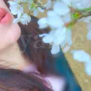 ヒメ日記 2026/03/24 08:52 投稿 紫あやめ シャトーペトラ