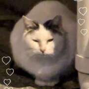 ヒメ日記 2024/12/12 19:56 投稿 清華はるみ アラフォーna奥様 アラフィフna奥様（埼玉ハレ系）