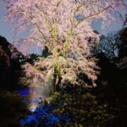 ヒメ日記 2025/03/30 21:26 投稿 清華はるみ アラフォーna奥様 アラフィフna奥様（埼玉ハレ系）