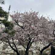 ヒメ日記 2025/04/13 17:02 投稿 あい One More奥様　横浜関内店