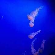 ヒメ日記 2025/11/28 05:59 投稿 つきの エデンR