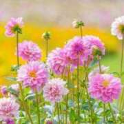 ヒメ日記 2025/01/17 20:11 投稿 ひかり 待ちナビ