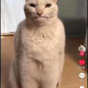 ヒメ日記 2026/04/08 00:12 投稿 木村すずか ウルトラセレクション